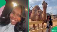 “Crawling is taking me out”: Woman’s scary yet hilarious camel encounter leaves Mzansi amused