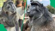 "She feels closer": Namibia family shares Cindy the baboon's final resting place after her passing
