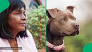 "Regulation must be enforced": SA calls for pit bull ban after granny is mauled