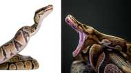 5-Year-old boy lucky to be alive after 3-metre-long python bit and dragged him into the swimming pool