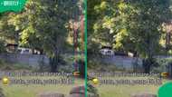 "Too expensive": Viral clip of Harare man selling potatoes from truck leaves the Internet laughing