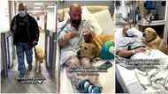 Wise dog refuses to leave owner who is hosptalised, viral TikTok video shows it sleeping inside ward