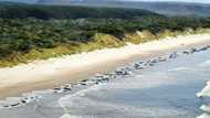 Whale strandings: Five questions answered