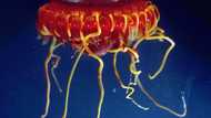 Life in the abyss, a spectacular and fragile struggle for survival