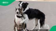 8-year-old boy hospitalised after dog attack in Sunford, Phoenix during morning walk