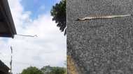 Long snake jumping off roof has TikTok users freaked out, snake specialist explains viper's agility in video with 5.8M views