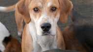 Most illegal dog breeds in the world and why they are