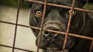 Man, 66 dies after trying to protect his pups from 2 escaped Pitbull's