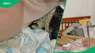 Mozambican spitting cobra found coiled in bed in KZN, snake catchers warn South Africans
