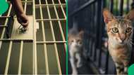 Gauteng prisoners allegedly turn into cats and escape, SA laughs