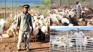 From owning only 3 goats to reaching boss levels in farming, meet Emmanuel Mudau