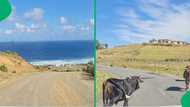 "These villages are rich but poor": Stunning untouched Coffee Bay video goes Viral, leaving Mzansi amazed
