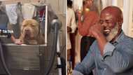 Video of extremely big pit bull goes viral, internet has hilarious reaction: “That’s a pit bear”