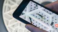 Pincered at sea, lobsters get new hope on land in UK