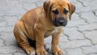 Boerboel puppies' prices in South Africa (2024): All you need to know