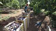 Tunisian 'hanging garden' farms cling on despite drought