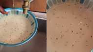 Video shows man opening tap to drink and finding it filled with live tadpoles