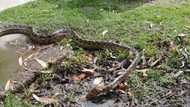 Massive South African snake on farm both fascinates and terrifies onlookers, video sparks humour