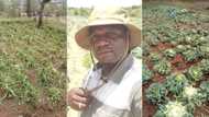 "Keep your head up": Local Farmer shares heartbreaking pictures of damaged crop, Mzansi shows support