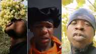 SA man triggered by guy chomping grapes right from the vine, peeps also mortified by viral TikTok with 42M views