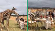 Woman at Serval Wildlife in Tanzania enjoys meal with giraffes and zebras, safari video wows people