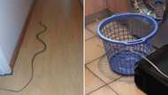 Nick Evans catches deadly vine snake which stopped by to "help" with the laundry at a Durban home