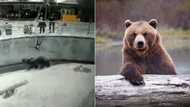 Child falls into zoo enclosure, human-loving bear sniffs and leaves girl unharmed in video