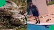 "Nasty bite at worst": Man jumps into pool to grab massive python, peeps react