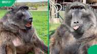 "Cindy the Baboon does not like towels": Popular rescue animal shows feisty side