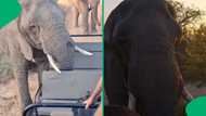 "The big 5?": Elephant targets man at Kruger as tourists scramble to escape terrifying encounter