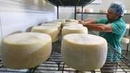 Clover closes biggest SA cheese factory in NW, plans to relocate to Durban