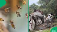 Millions of bees escape after truck crash, residents ordered to stay inside