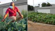Tshwane "cabbage bandit" case dropped, police find he didn't break any laws