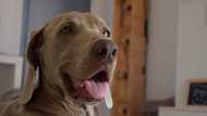 An updated compilation of the 15 best guard dogs