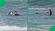 "Bro is Cody Maverick": Penguin hitches ride on bodyboard with Cape Town swimmer, SA stunned