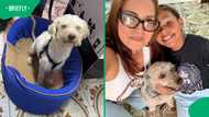 Poodle survives 29 days trapped under earthquake rubble in Venezuela, amazing the world