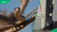 "Talk about uninvited": Messy house attracting lethal black mamba scares South Africans