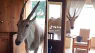 Mzansi woman casually chases giant Eland out of her home, TikTok users laugh at the proudly SA moment