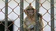 "Stop animal testing": Monkey bound for research lab escapes, Activists celebrate