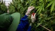 Business News: Government unveils R28 Billion cannabis industry national strategy