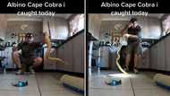 Snake catcher Eduanne Niemand nabs an Albino Cape Cobra in Wellington, Netizens praise his calmness