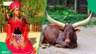 “It was that red hat”: Cow stabs bride with horn during traditional wedding