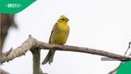 Cape Town bird feeders question whether a harmless habit could be illegal