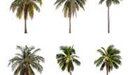 Different types of palm trees in South Africa: everything to know