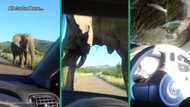 Elephant shatters car windshield as it presses against stationary car, terrifying occupants