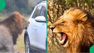 "I see why they are the king": Video of lion 'barking' goes viral