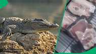 Man finds crocodile wors in shop, video of unusual meat leaves South Africa divided