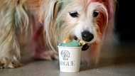 Haute-dog cuisine: US restaurant caters to canine gourmets