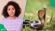 "He is receiving treatment": 1-year-old rushed to hospital after allegedly biting cobra to death