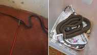 Snake rescuer Nick Evans shares video of lively black mamba catch in Inanda bedroom